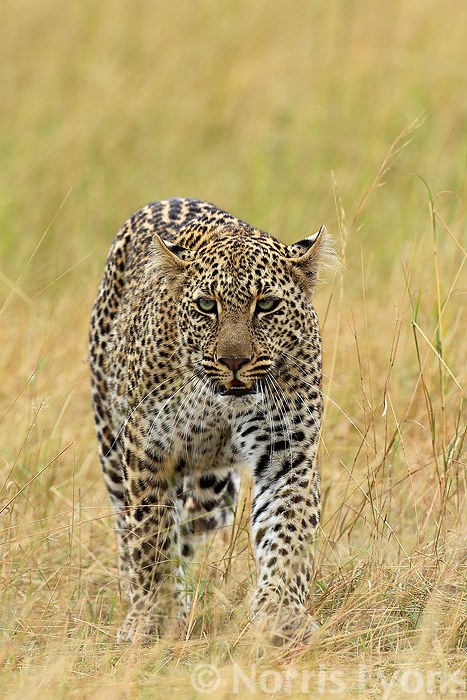 Africa