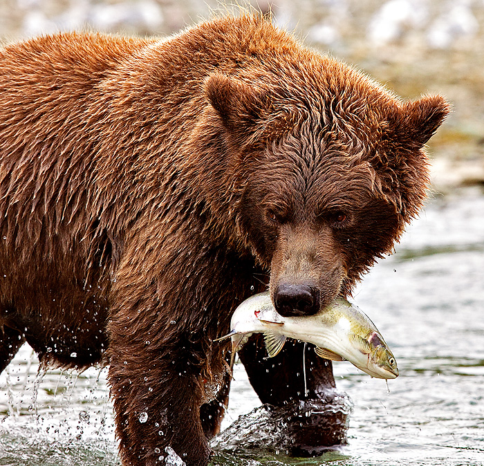 Alaska