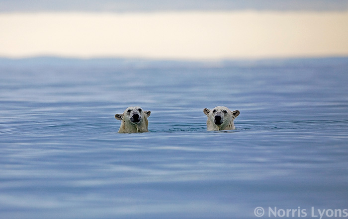Arctic